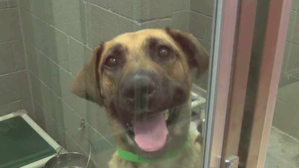 HALO Animal Rescue steps up to help Maricopa County Animal Care and Control with influx of pets