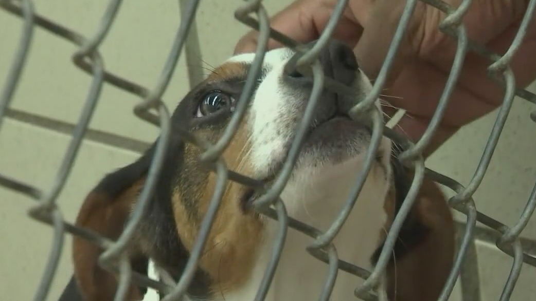 Adoption fees waived for animals at Arizona Humane Society through the rest of July