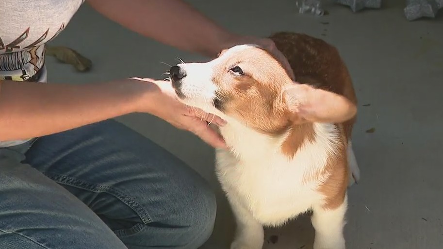 11-year-old gifted a Corgi puppy through Make-A-Wish Arizona