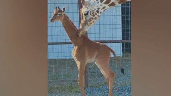 The world's rarest giraffe
