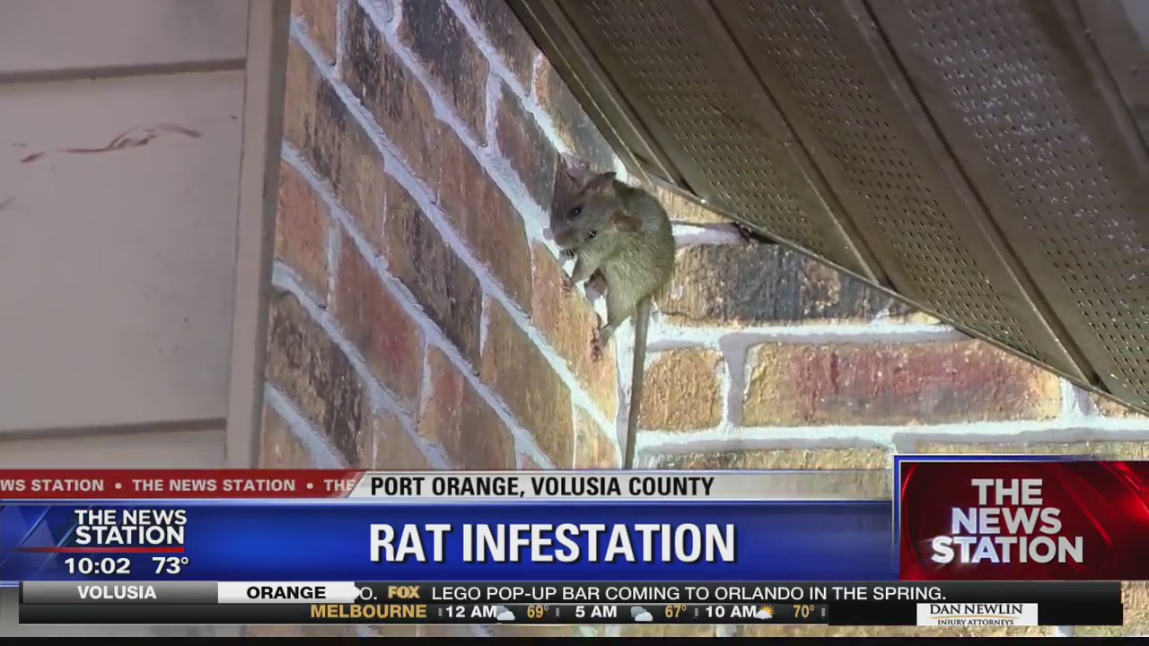 Port Orange neighbors concerned over rat infestation