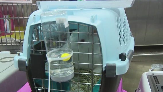 Bunnies rescued from Phoenix hoarding situation headed to Texas for new homes