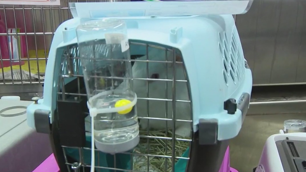 Bunnies rescued from Phoenix hoarding situation headed to Texas for new homes