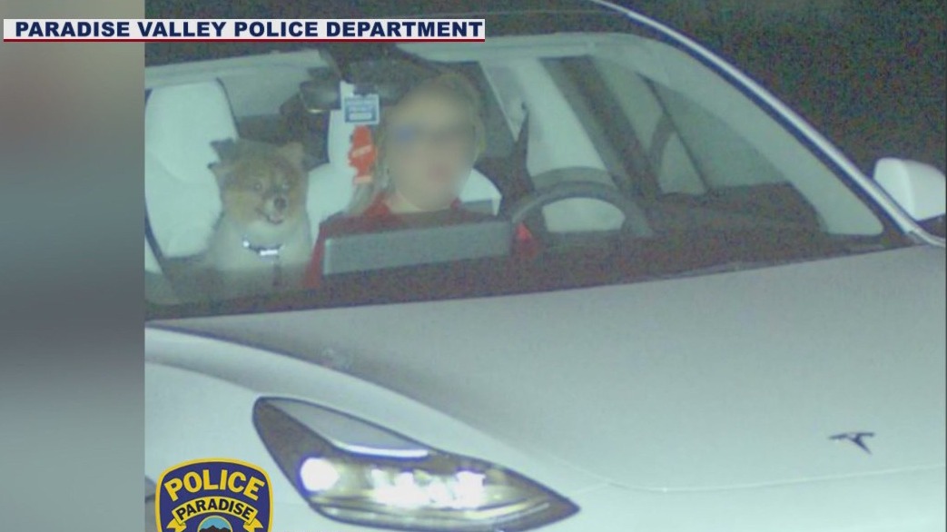 You're on camera! Dog smiles as owner was caught speeding