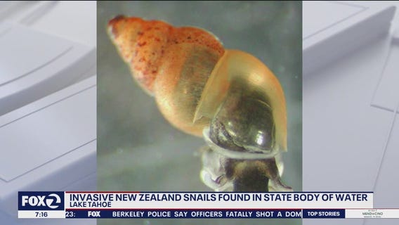 New invasive species found in Lake Tahoe