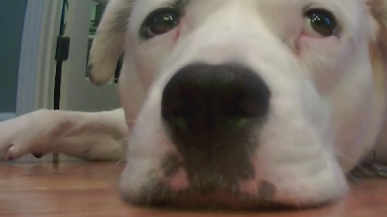 Keeping your pets safe during monsoon season