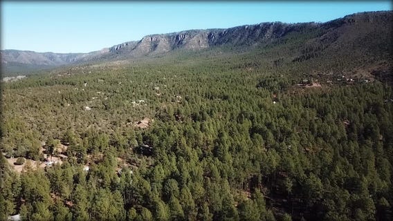 Taking a look at Pine | Drone Zone