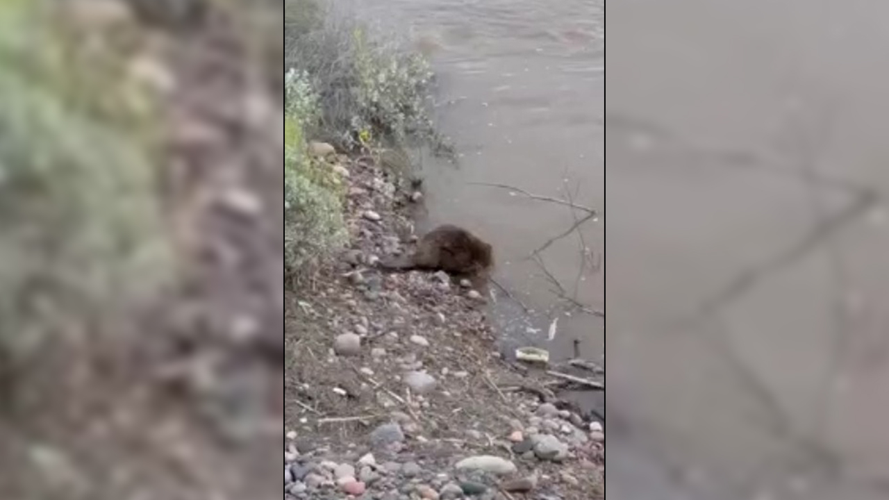 Beavers enjoying flooded waters at Tempe Town Lake