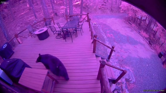 Mama bear and her cubs in northern Arizona