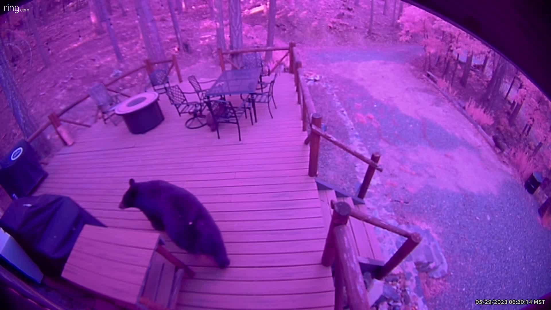 Mama bear and her cubs in northern Arizona