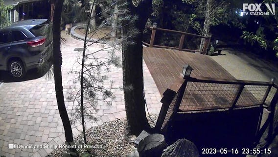 Mama mountain lion and her cubs spotted