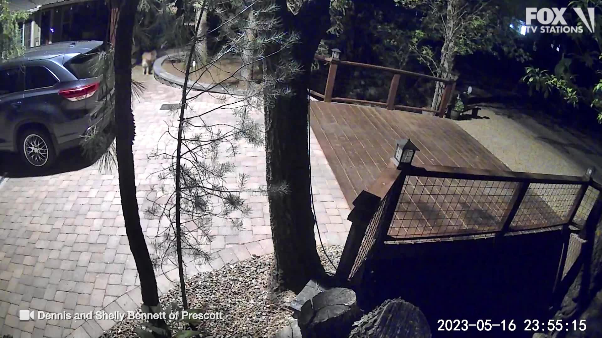 Mama mountain lion and her cubs spotted