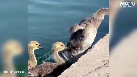 Gosling almost left behind at Scottsdale park