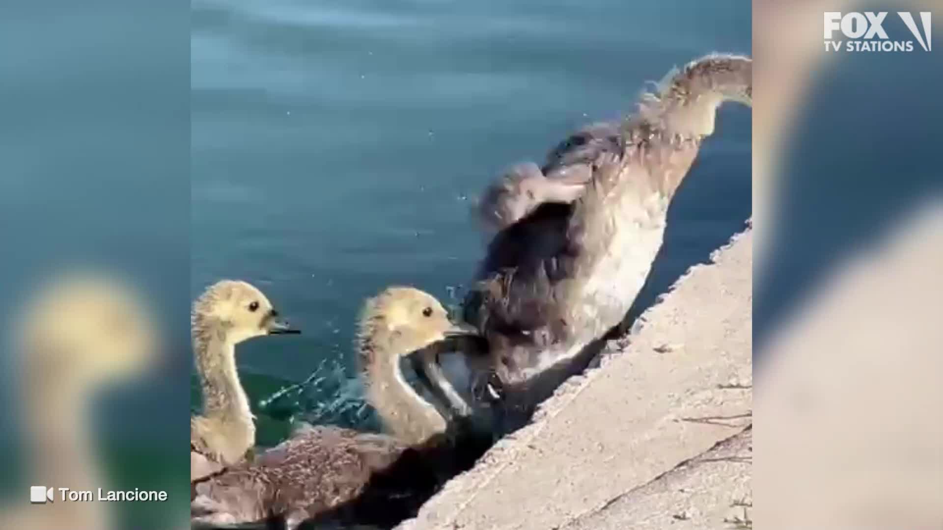Gosling almost left behind at Scottsdale park