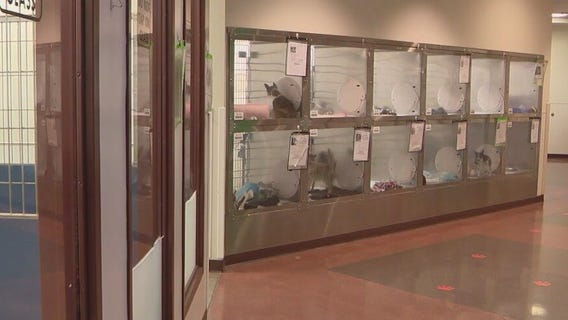 Check animal shelters for lost pets after July 4th