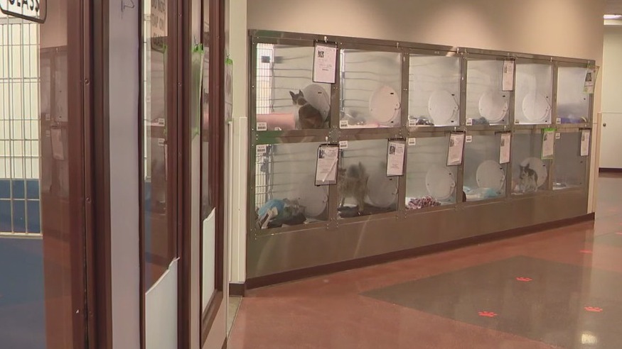 Check animal shelters for lost pets after July 4th