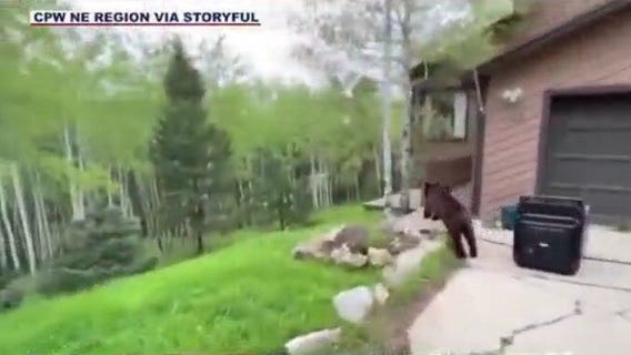 Food + unlocked truck = trapped bear