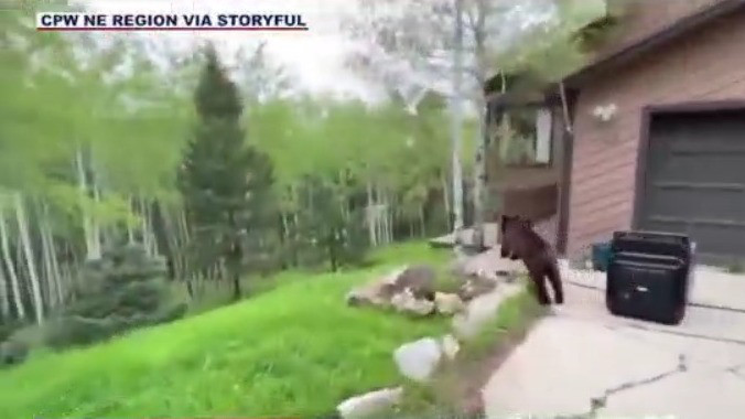 Food + unlocked truck = trapped bear