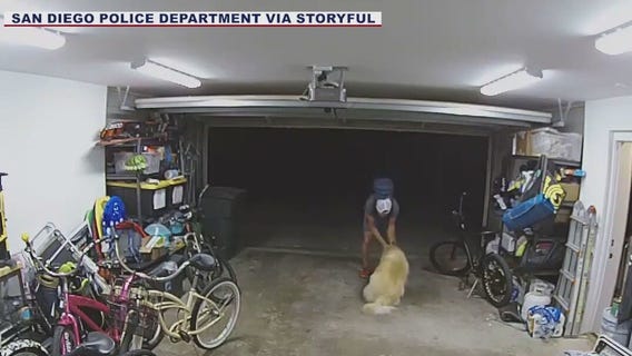 Alleged thief befriends victims' dog
