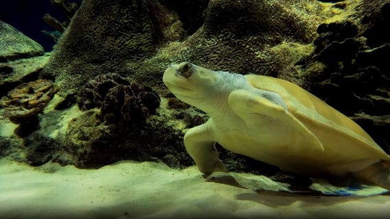 Get an up-close view of sea turtles
