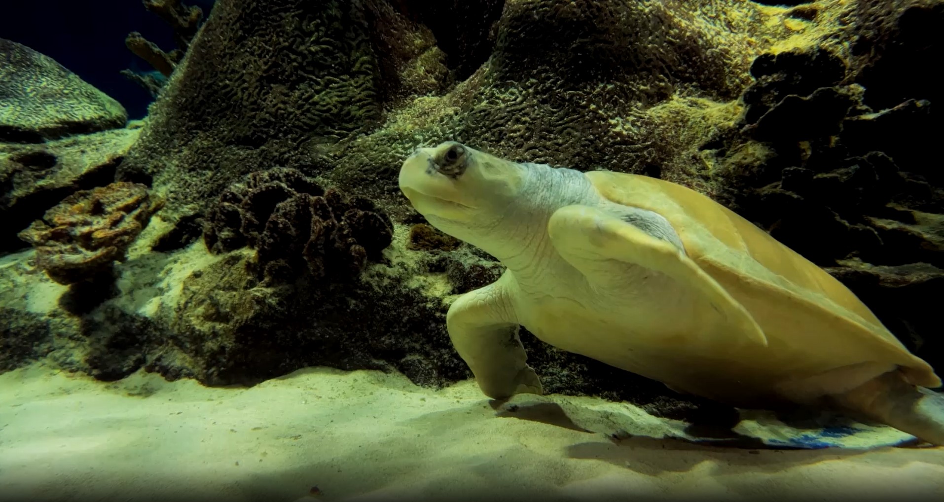 Get an up-close view of sea turtles