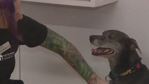 Senior dog in Tempe looking for a home after a thousand days in a shelter