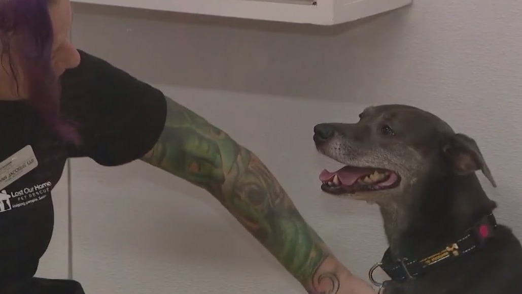 Senior dog in Tempe looking for a home after a thousand days in a shelter