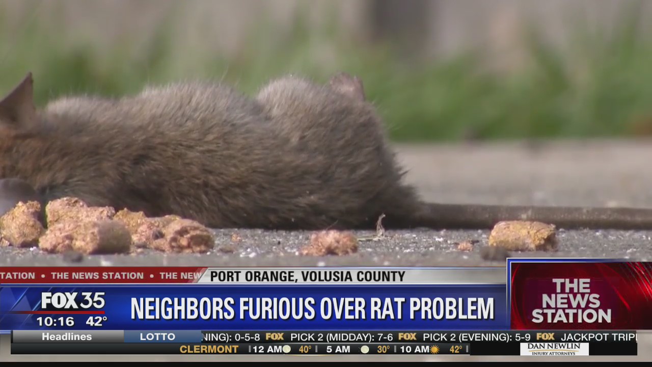 Residents furious over rat problem