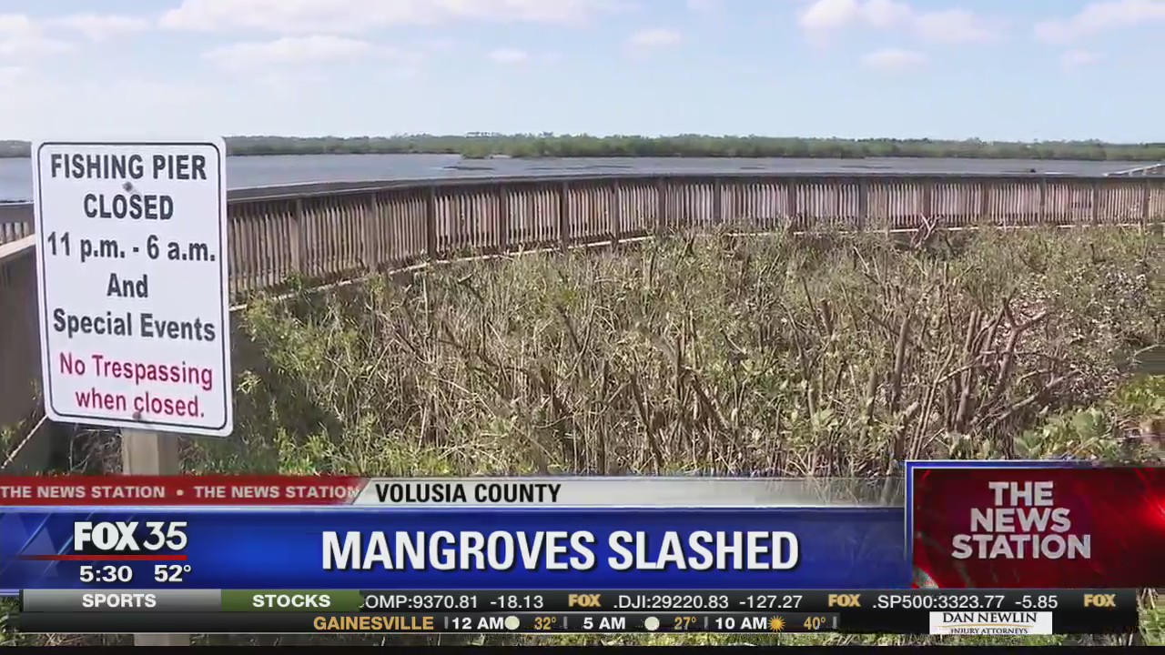 Hundred of mangrove trees slashed