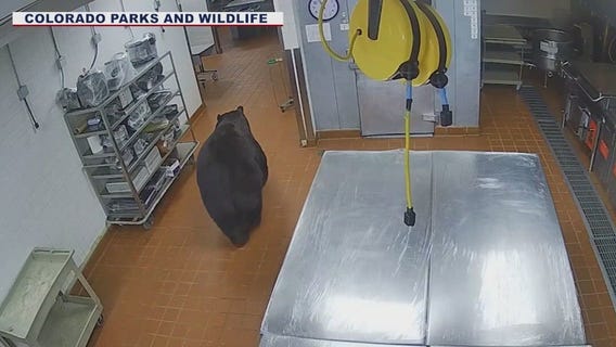 Bear knocks down security guard
