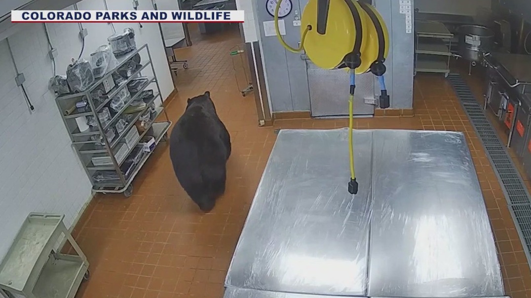 Bear knocks down security guard