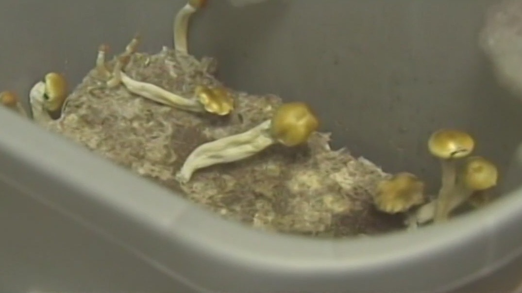 New ASU society hosts functional shroom symposium