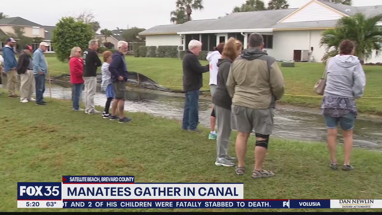 Dozens of manatees gather in Satellite Beach canal