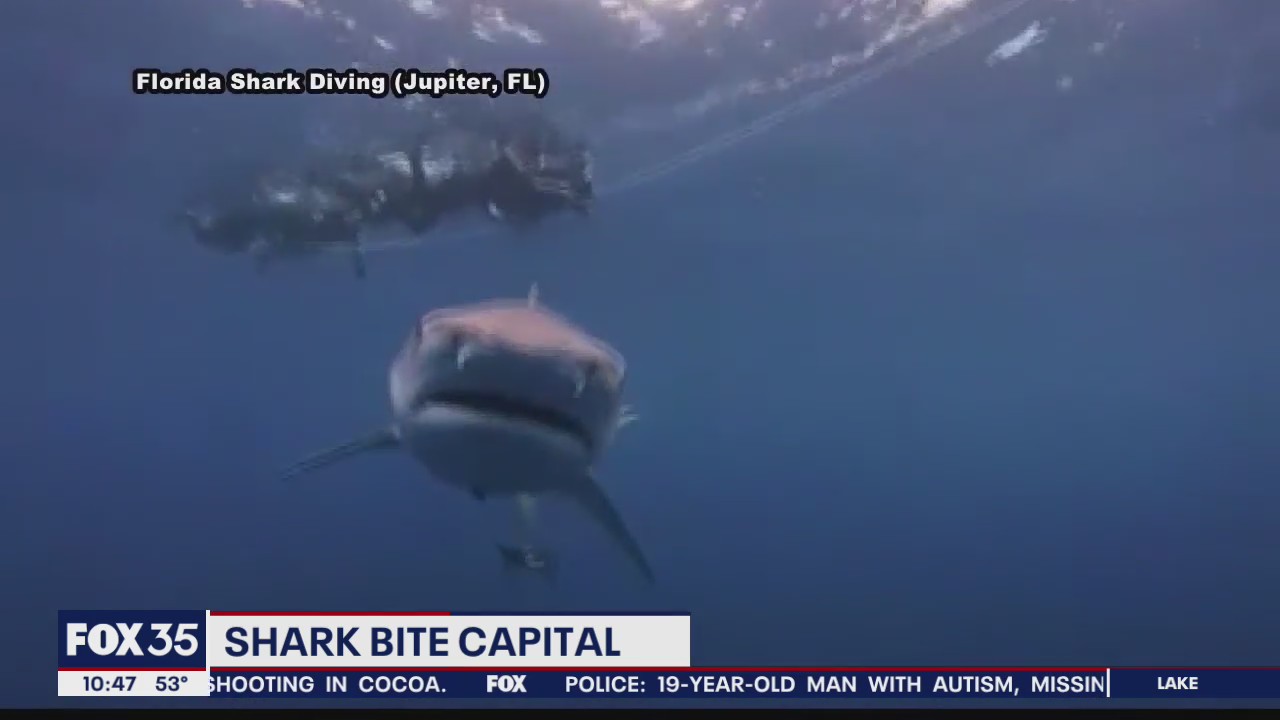 Florida is the shark bite capital of the United States