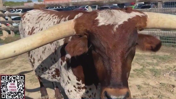 World Series: Cattle drive through Ft. Worth