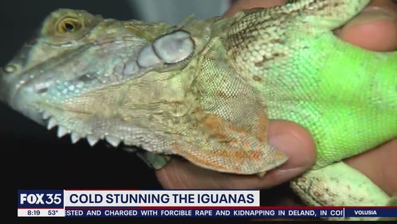 Stunned iguanas are actually falling from South Florida trees