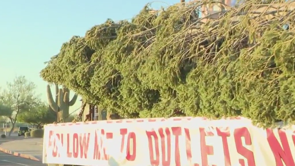 AZ's tallest Christmas tree arrives in Anthem