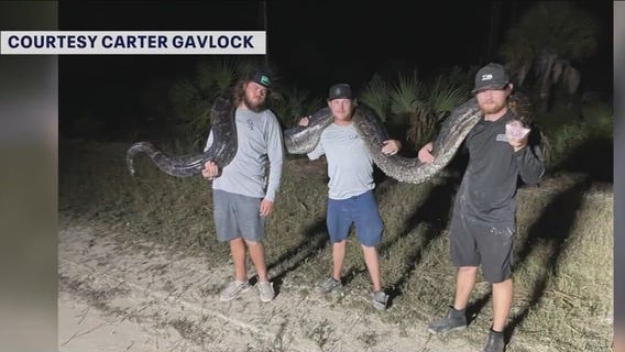 'Monster' Burmese Python captured in Florida