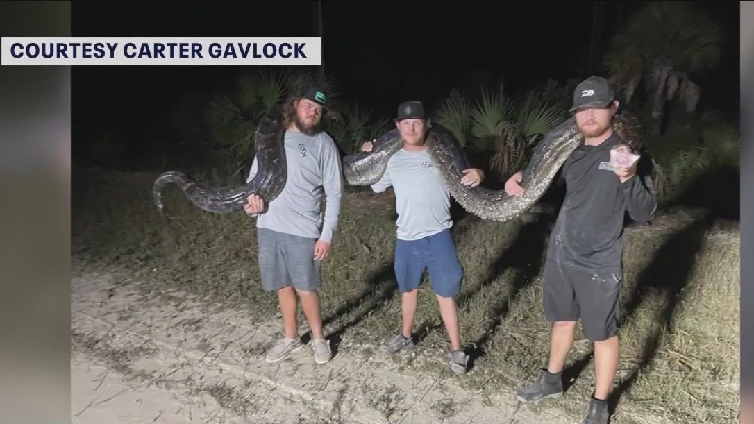 'Monster' Burmese Python captured in Florida