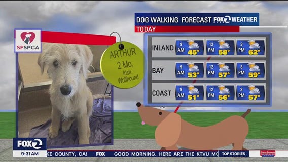 Good dog walking weather