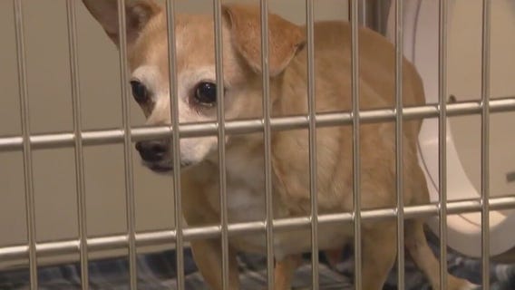 Turkey testers' up for fostering