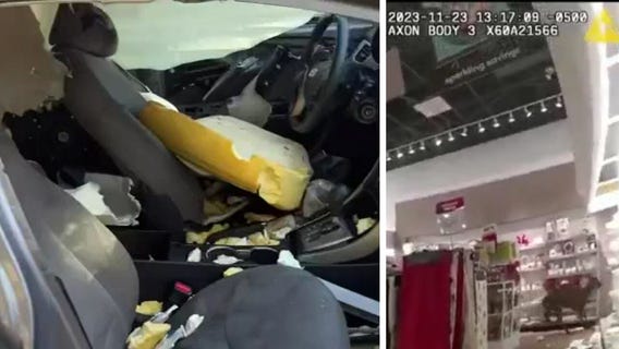 Caught on camera: Bear ransacks car; fawn trashes store