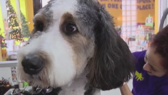 Dog owner fears mystery illness sickend her dog