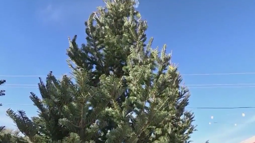 Finding the perfect Christmas tree in Arizona