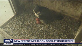 Falcon baby watch returns, 2 eggs appear atop Berkeley clocktower