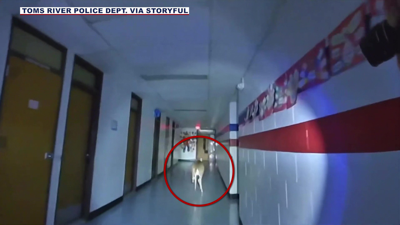 Police chase deer through New Jersey school