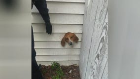 Dog gets stuck in dryer vent
