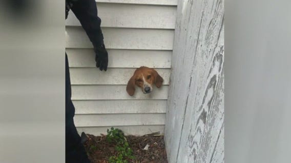 Dog gets stuck in dryer vent