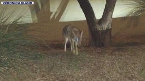Woman bitten by Phoenix coyote recalls experience