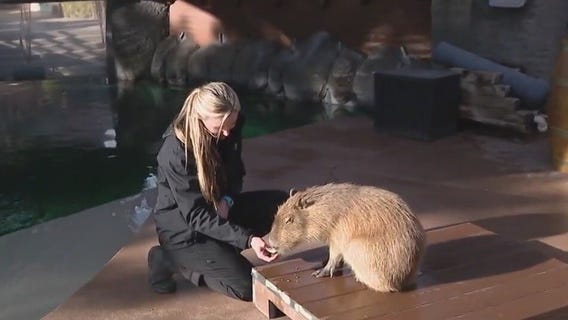 Meet Chewy, Wildlife World Zoo's capybara ambassador